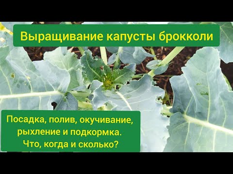 Выращивание БрокколиКапуста Брокколи ВыращиваниеБрокколи Выращивание И Уход