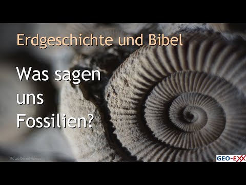 Video: Was sind Fossilien und was sagen sie uns?