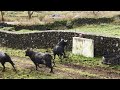 JAF - Perigo Espreita Em Trabalho Arriscado - Danger Lurks In Risky Work - Terceira Island - Azores