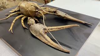 видео: Как сделать чучело рака картинка: Как сделать чучело рака