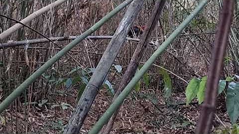 Hunting Red Jungle.  Dib qaib qus tawm tshiab 2022-2023.  ต่อไก่ป่า อย่างมีความสุข.