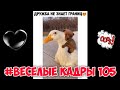 Весёлые кадры 105