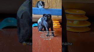 💔Инвалиду Варюшке НЕ СОБРАЛИ. Пожалуйста, помогите закрыть долг. Нам дали 1 день😭