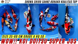 KOI BLITAR BIKIN NGILER !! SHOWA DOITSU GRADE A HQ SAMPAI SQ ADA DISINI !!