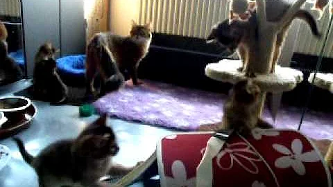 Video 1339891: cat litter kittens, cat small kitten, cat kitten playing, somali cat playing, cat loves playing
