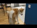 Большая собака, Японская Акита первый раз пришла в гости в дом где живет Померанский шпиц
