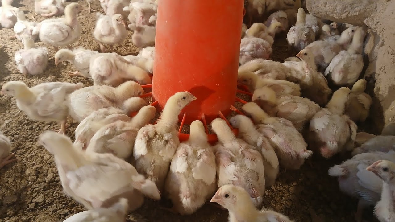  мурғҳои бройлерӣ барои фурӯш 4,5,кило кушт метий тел 90 400 3802 Продаются цыплята-бройлеры