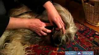 What to Expect in a Dog Dental Exam by ExpertVillage Leaf Group 11,435 views 3 years ago 1 minute, 35 seconds