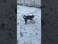 Веня-шалашник #собака #юмор #собакаприколы