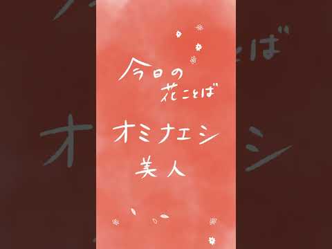 オミナエシ「美人」｜朝に届くやさしい花ことば