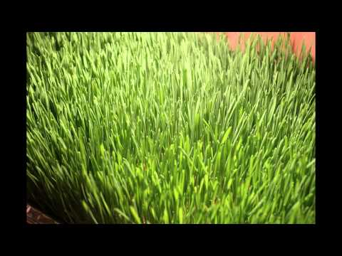 Wheat Grass Time Lapse