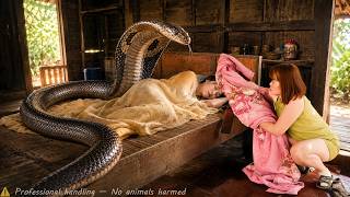 72 Hours of Terror 😱 King Cobra Crawls Onto Girl’s Bed – One Wrong Move Could Cost Everything 🐍