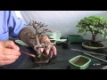 Portulacaria Afra  Mame bonsái  Moyogi  Poda defoliado trasplante y brotación  JG 2015