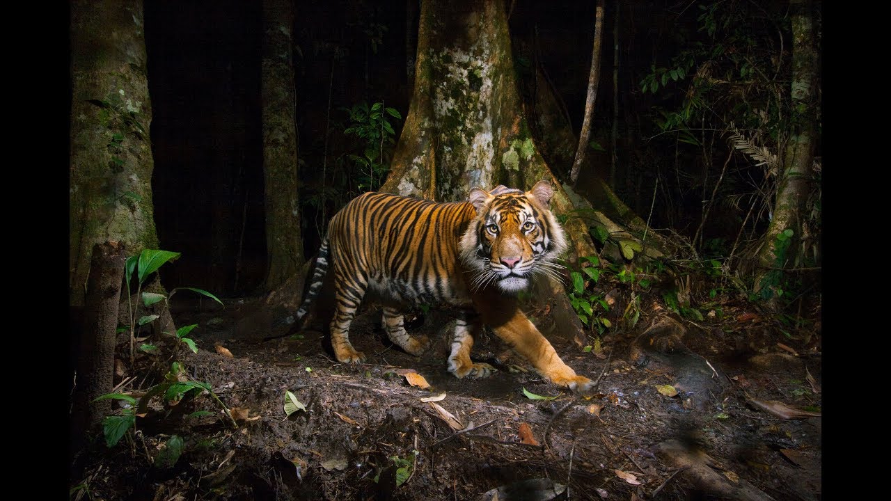 National Geographic Live On The Trail Of Big Cats Coming October 10