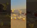 love birds and pigeon #punjabi #pigeon #trending #kabootar #ytshorts #ytviral #sundh_dihat