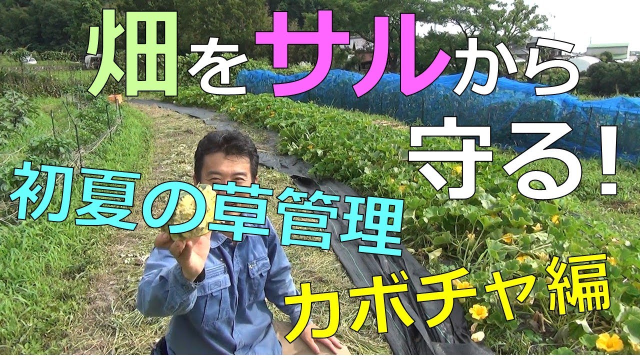 畑をサルから守る！　カボチャ編　初夏の草管理の様子