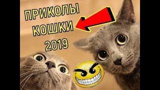 Приколы с Котами - Смешные коты и кошки 2019, EPIC FAILS #18
