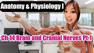 Ch 14 Brain and Cranial Nerves Part 1