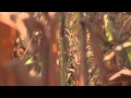 THE DEAD clip - Corn Field