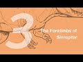Xinchuan the Sinraptor 3: The Forelimbs | Learn to Draw Dinosaurs with ZHAO Chuang