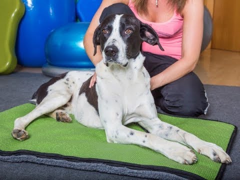 Video: Sich um einen behinderten Hund kümmern