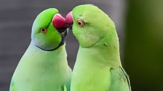 Parrot talking sita ram🚩parrot talking radhe radhe🙏parrot talking mummy papa😱सीता-राम🚩
