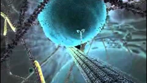 The Inner life of the Cell- veteology.flv