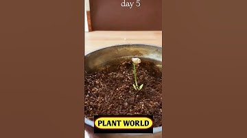 How To Grow Lemon Plant from seed Time lapse #short  #youtubeshort