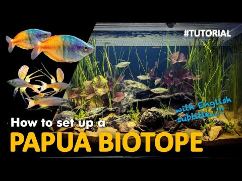 BIOTOPE Aquascape - Step by Step (with ENG subs)