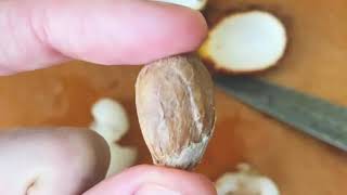 Dahsyatnya!!! Manfaat Biji Buah Rambutan Bagi Kesehatan Tubuh