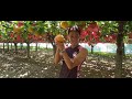 【Vision Movie】なし狩り/いわふねフルーツパーク