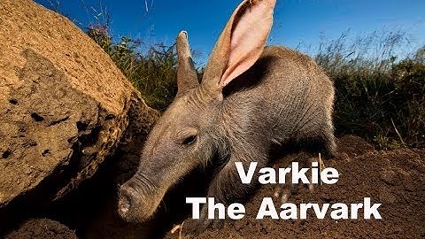 Varkie The GoPro Aardvark