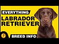 Everything About - LABRADOR RETRIEVER | Dogs 101 - Dog Breed Information &amp; Facts