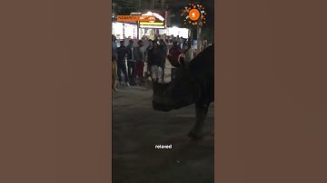 Dat ongemakkelijke moment wanneer een neushoorn zich bij je nachtelijke woon-werkverkeer voegt. 😬