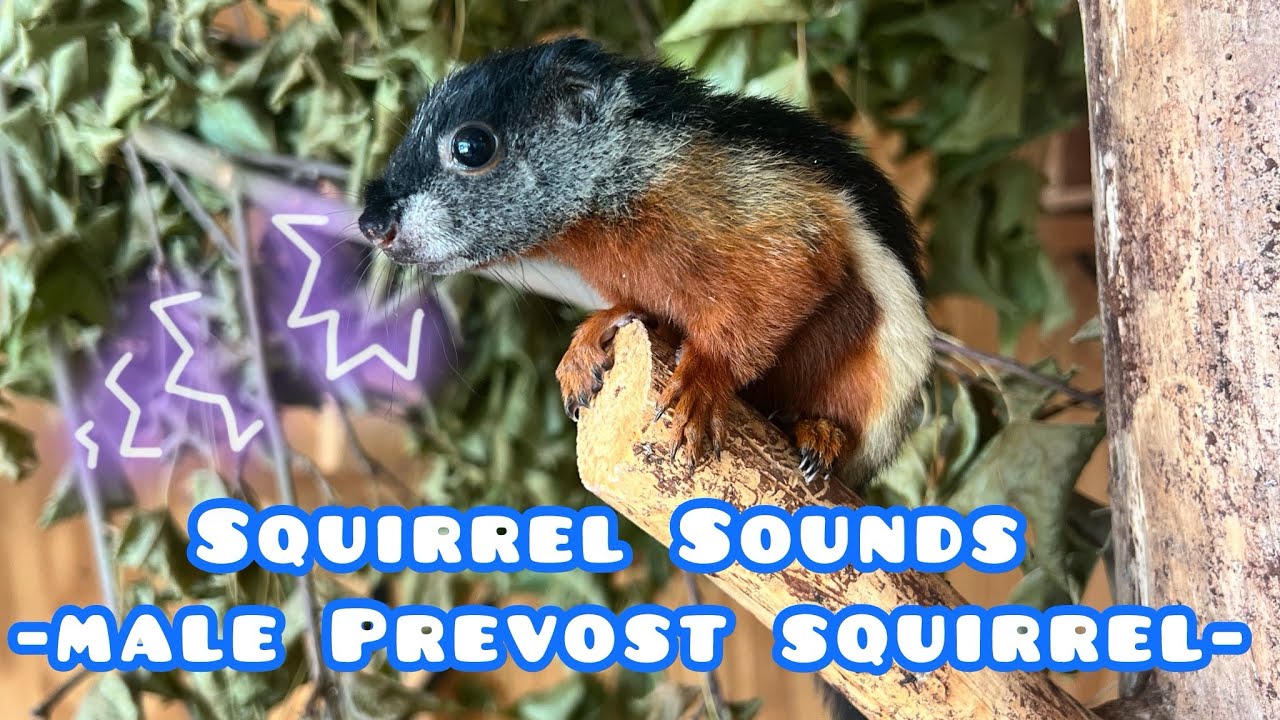 Unique Squirrel Call Sounds 📣🐿️