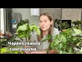 Черенкование Сингониума. Когда лучше черенковать?