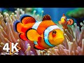Aquarium 4K ULTRA HD Beautiful Coral Fish Underwater Life With Calming Music For Deep Sleep Aquarium 4K ULTRA HD Beautiful Coral Fish Underwater Life With Calming Music For Deep Sleep