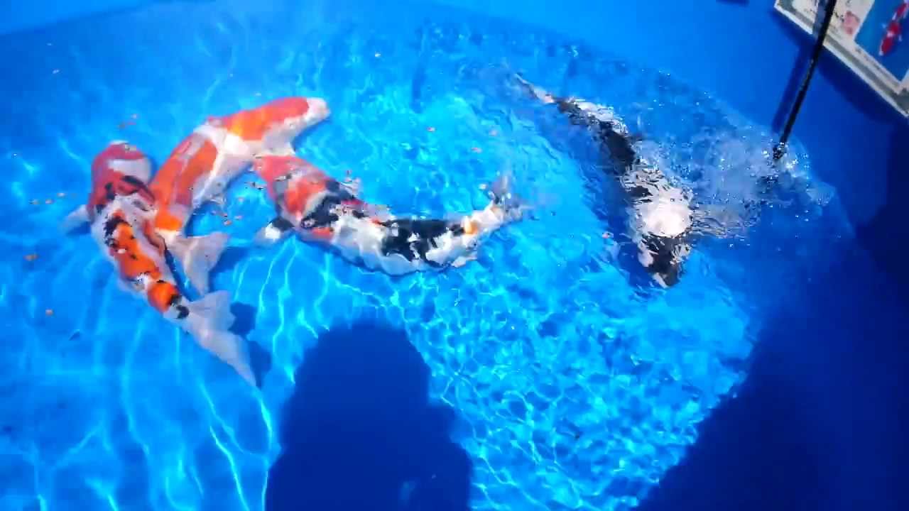 Jumbo Koi From Koi Acres - YouTube