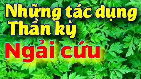 Công Dụng Thần Kỳ Của Cây Ngải Cứu,(Nhưng nhiều người lại không biết
