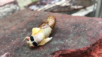 Ve sầu lột xác 17 năm một lần | Vòng đời của ve sầu | Brood X Cicadas Life Circle 2021