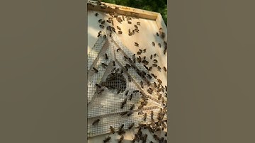 Using an Escape Board #beekeeping #beehive #beekeeper #bees #honey #honeyharvest #escapeboard