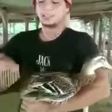 Terompet Bebek !!! Viral Lucu Terompet Dari Bebek