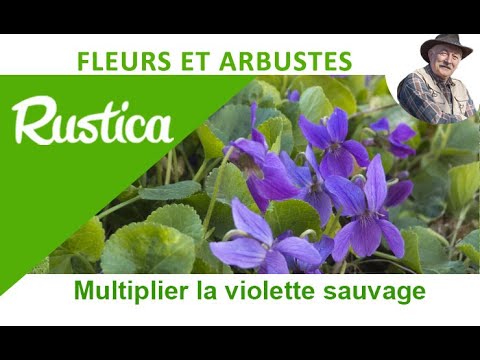 Vidéo: Faire pousser des violettes : des fleurs de violettes sauvages dans le jardin