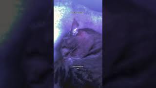 #catlover #cataddict #catownerlife #relatable