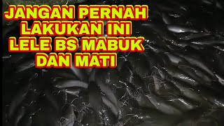 CARA MENGATASI LELE MENGGANTUNG KARENA MABUK