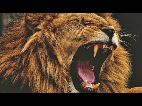 ⛓️‍💥🦁👑 UR ABOUT 2 EAT‼️🚦🍽️🦁🔥🎊
