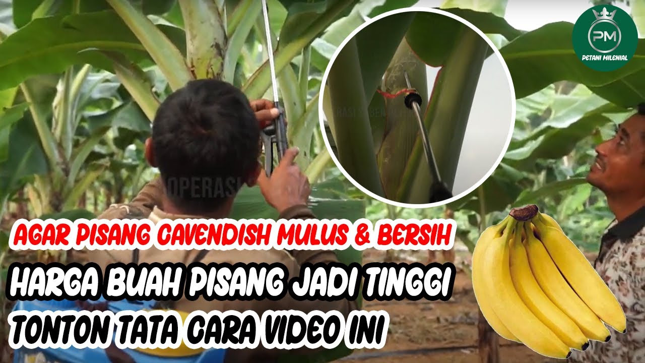 Cara Suntik Jantung Pisang Cavendish   Kwalitas bagus mulus dan bersi harga tinggi