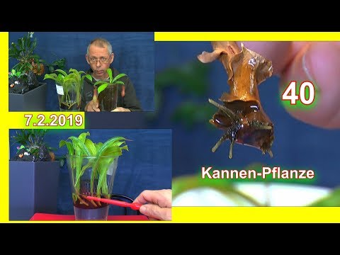 Video: Nepentes (Nepenthes) - Insektenfressende Pflanze, Art, Haftbedingungen, Transplantation, Fortpflanzung