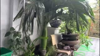 Tw audio vera 20 china sản xuất