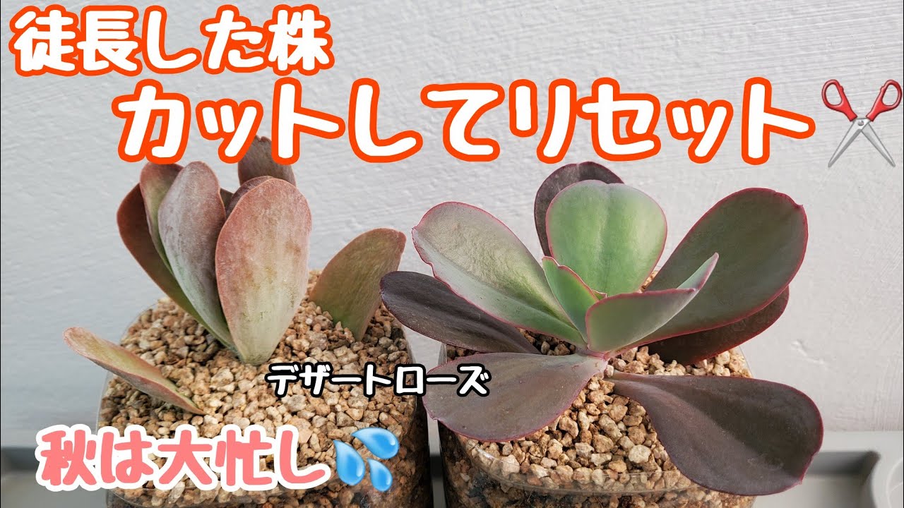 多肉植物】【初心者】徒長した株をカットしてリセット！冬までに準備